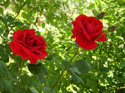 two_perfect_roses-thumb.jpg